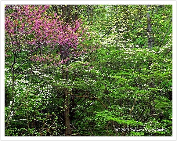 450650  Redbuds and dogwoods mix along the Little River Road, GSMNP